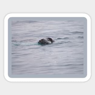 SNEEKY SEAL SWIMMING Sticker